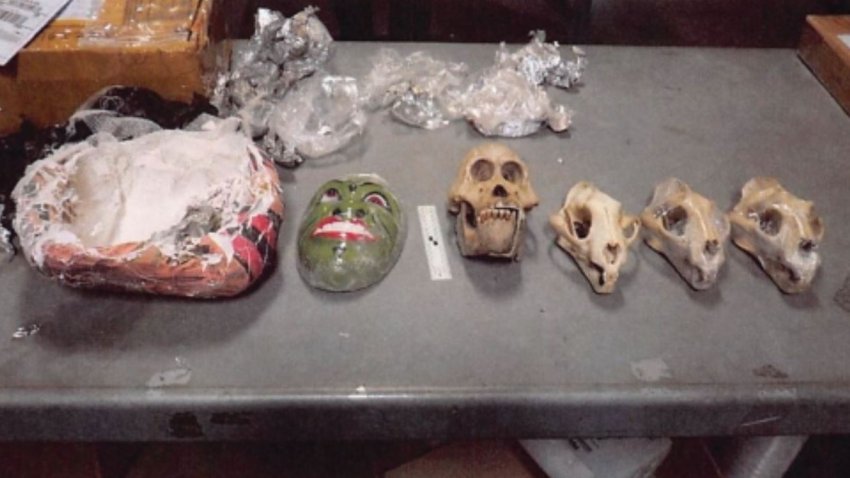 Orangutan and leopard skulls found in a package in March of 2021