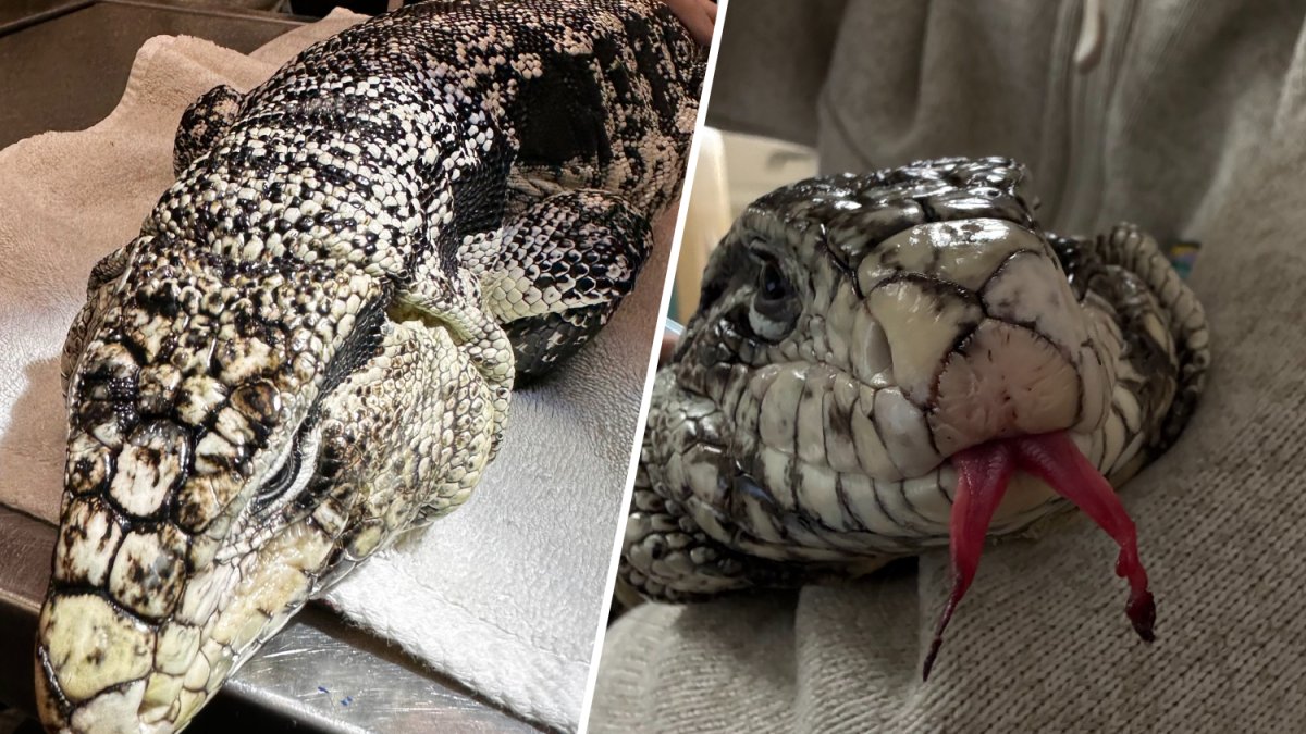 Lizard in a blizzard? Providence man shocked to find tegu buried under 20 inches of snow