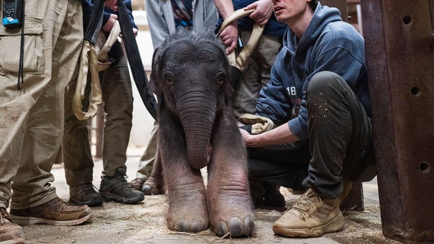 Smithsonian animal care and veterinary staff with the Asian elephant calf that was born to female Asian elephant Nhi Linh on February 2, 2026 at the Smithsonian’s National Zoo. The Zoo’s Asian elephant Spike is the father of this calf.