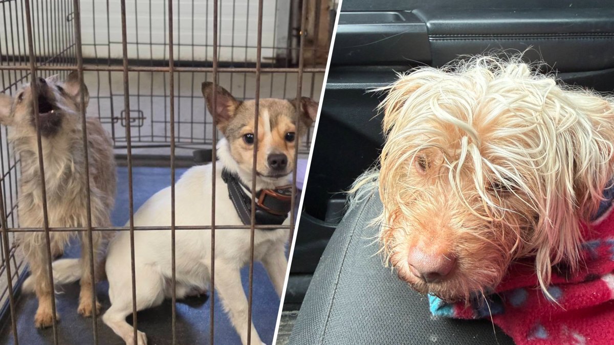 Berlin NH police search for person who threw dogs out of car – NBC Boston