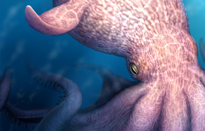 Scientists just discovered a 60-foot long, kraken-like octopus
