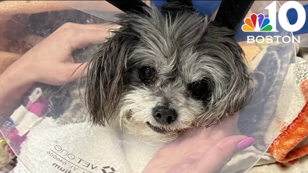 Woman due in court after Everett dog attack – NBC Boston