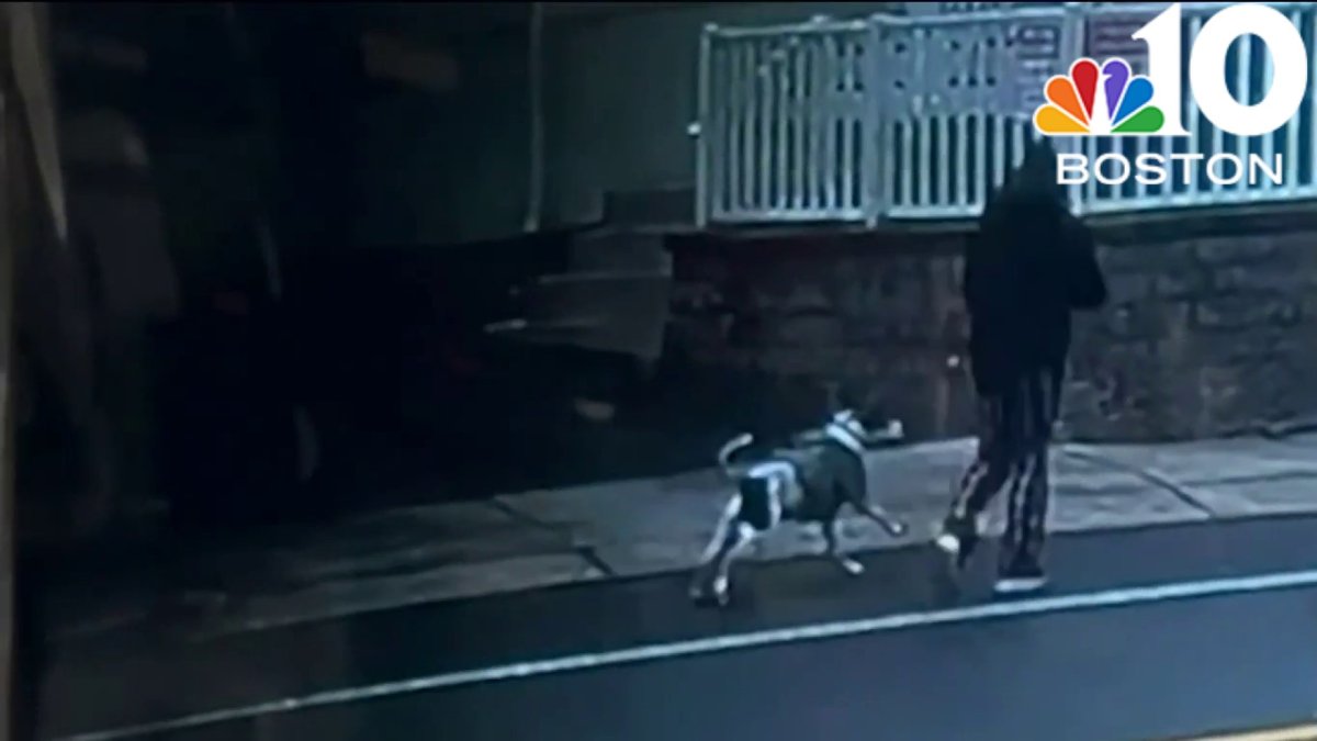 Woman arrested, due in court after Everett dog attack – NBC Boston