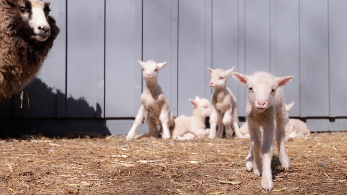 Farmers in Vermont expected a sheep to have twins. She ended up having rare sextuplets