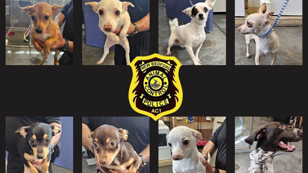8 dogs seized from New Bedford apartment: 2 face animal cruelty charges ...