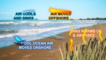 A graphic showing the cycle of warming (over the land) and cooling (over water) air that produces sea breezes.