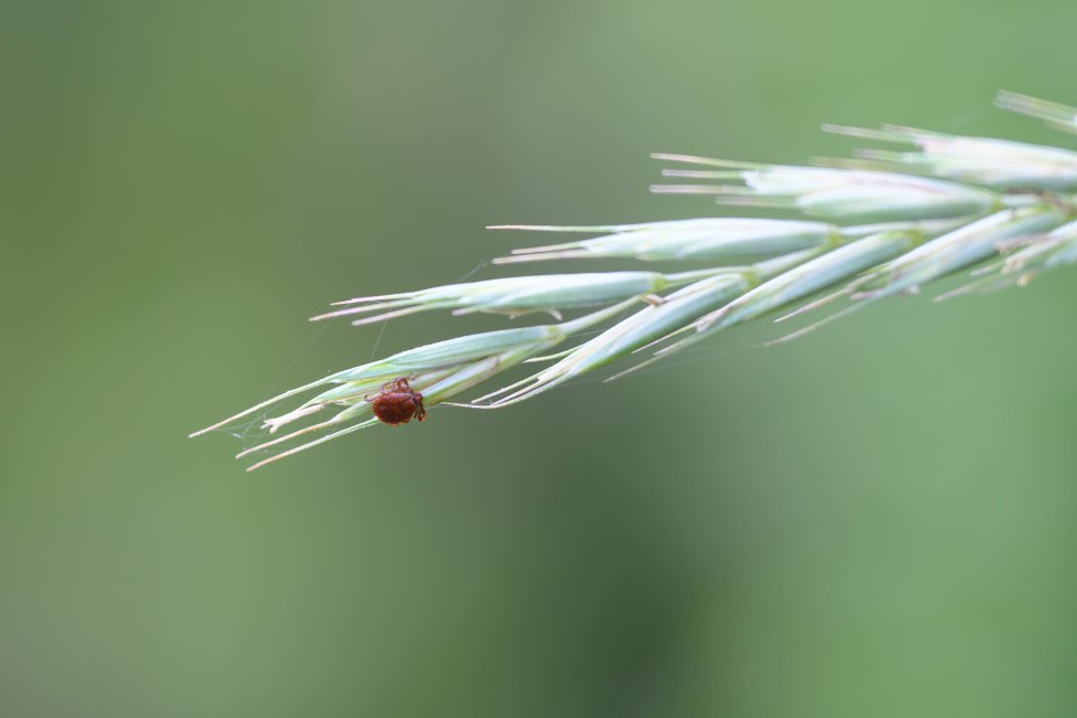 Are ticks back in Mass.? What CDC data, health experts say – NBC Boston