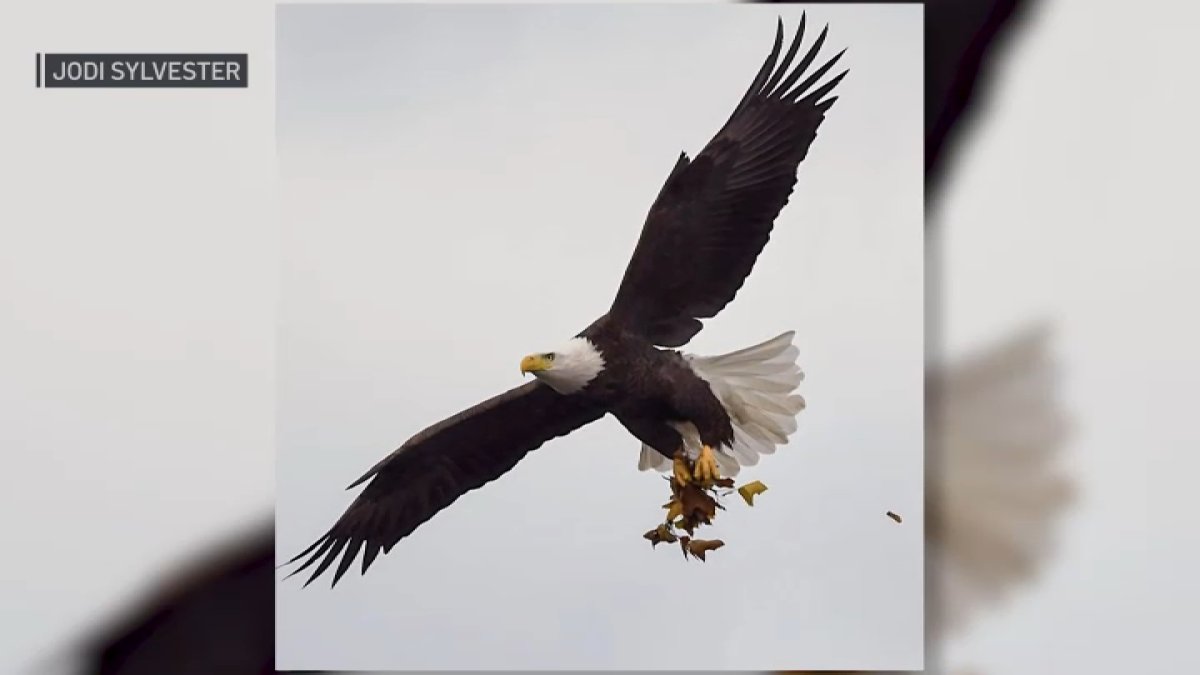 Latest Mass. bald eagle death renews calls for poison ban