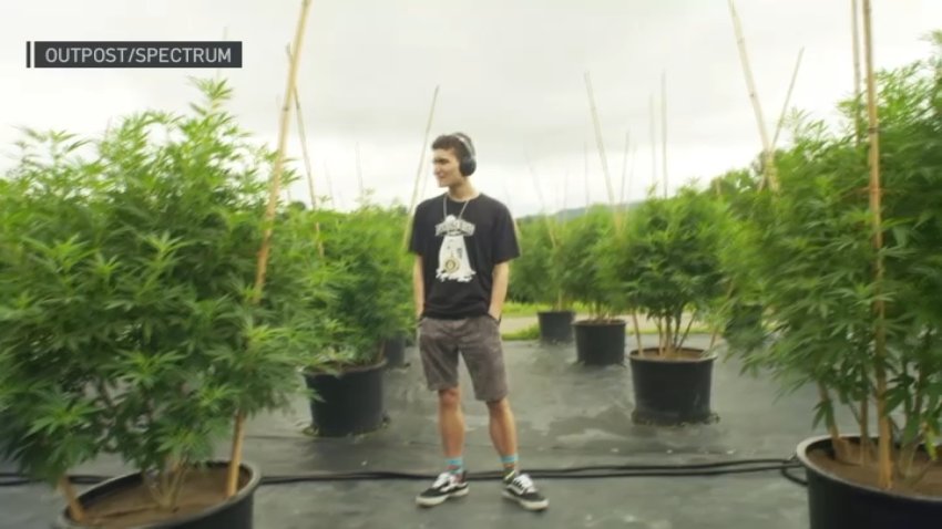 A still from a video showing Jason surrounded by cannabis plants.