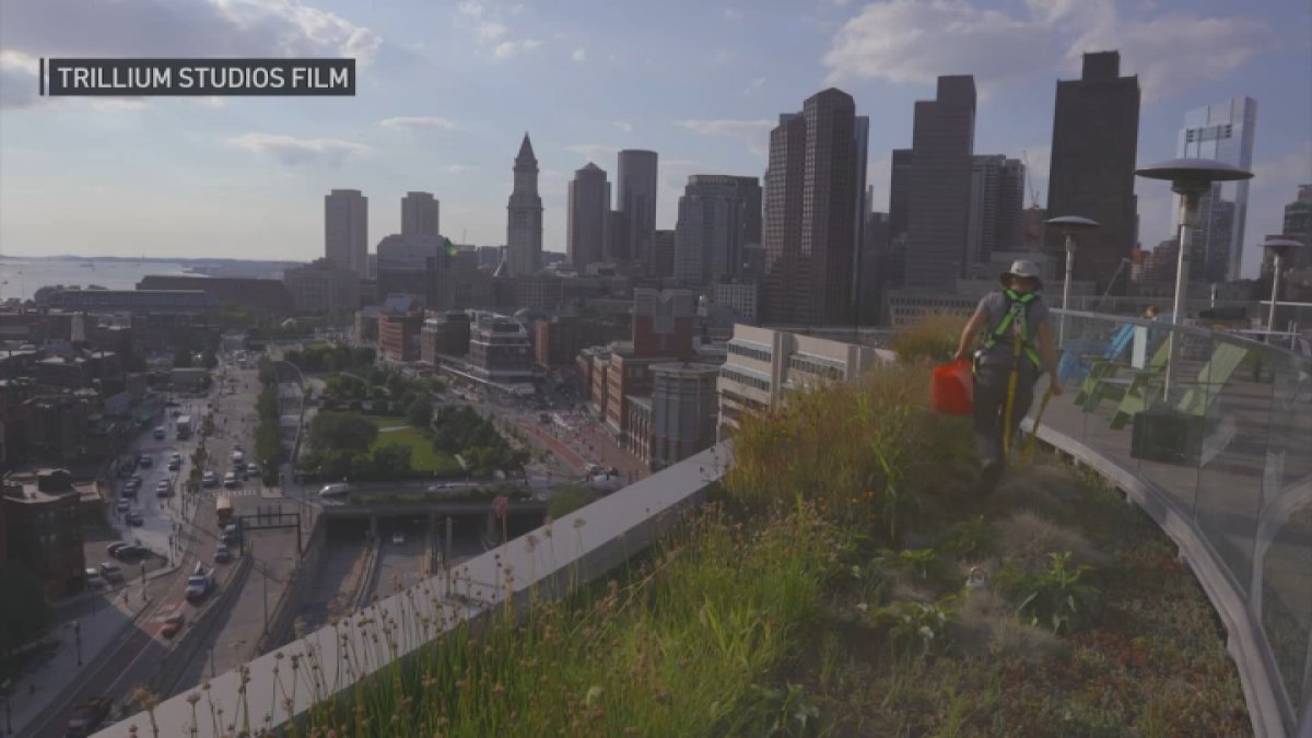 Rooftop green spaces are popping up above Boston — here's how they help