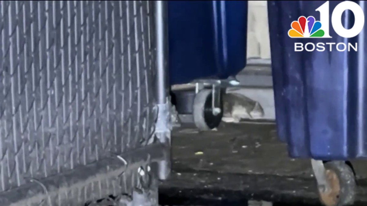 Rats! Waltham residents fed up with rodent problem – NBC Boston