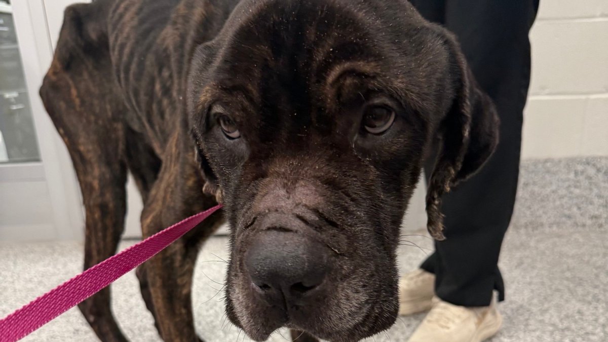Do you recognize this dog? Emaciated Cane Corso mix found in Dorchester