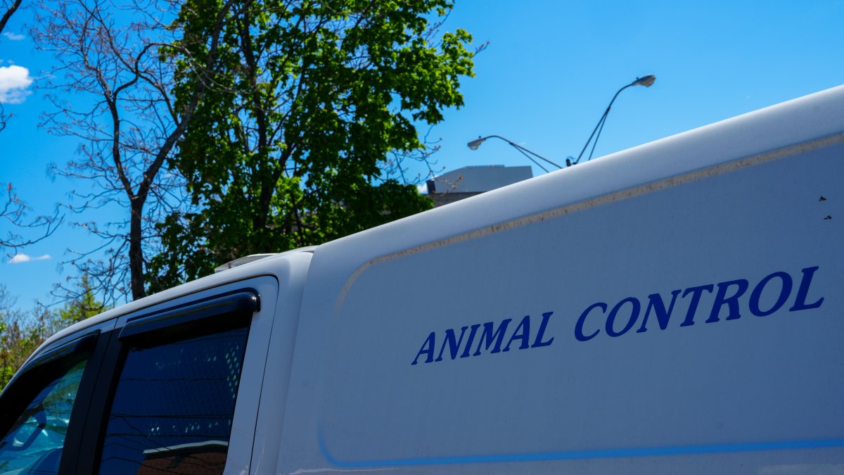 Mass. town warns pet owners of wild animals displaying neurological symptoms