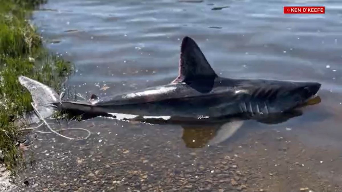 Shark spotted in shallow waters in Rhode Island