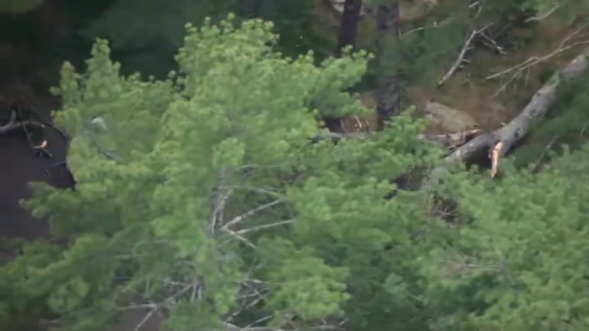 Man hit and killed by tree limb in Plymouth