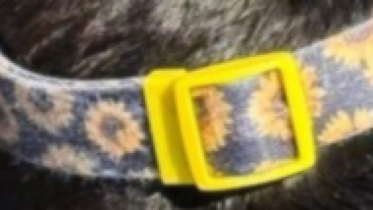 Animal Rescue League of Boston seeking info on dog found dead in Peabody