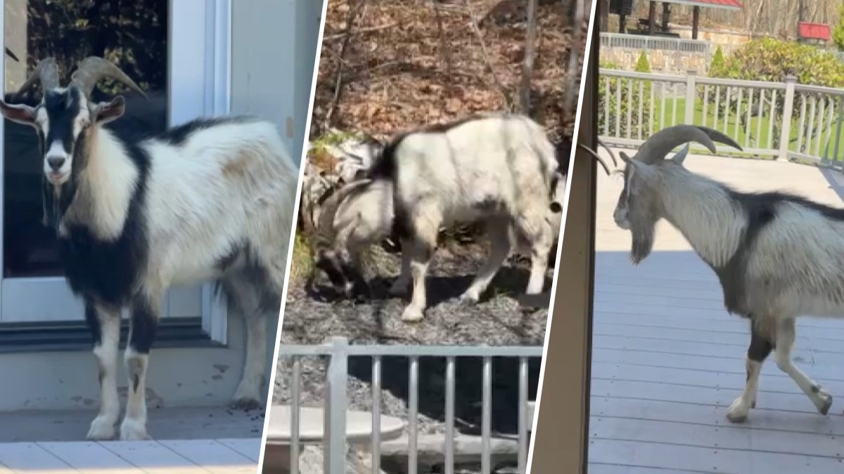 There's a goat on the lam in Mass. And he's proving awfully tough to capture