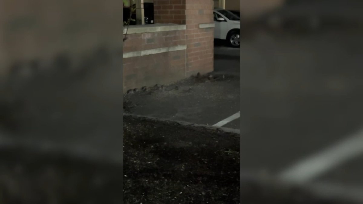 Video shows rats running around popular area in Waltham, residents fed up