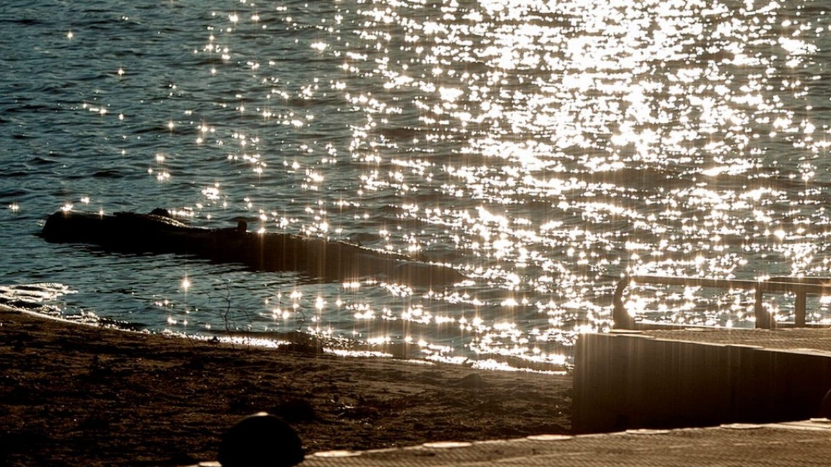 Raccoon bites child at Wayland Town Beach