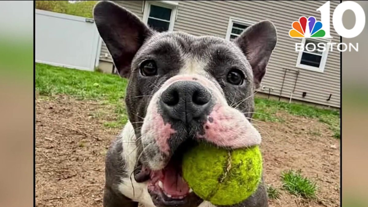 Saugus police searching for dog stolen while on walk – NBC Boston