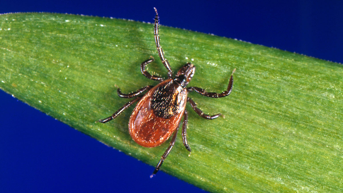 RI man recovering after being diagnosed with rare tick-borne Powassan virus