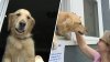 Doggy kissing booth? Waltham golden retriever spreads joy one smooch at a time