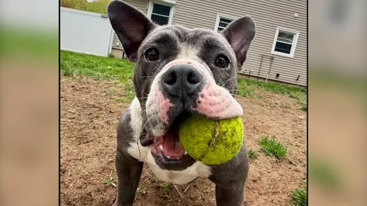 Dog reported stolen on Saugus trail
