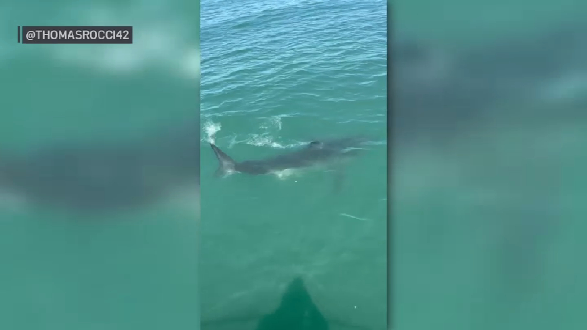 Video shows great white shark in Boston Harbor – NBC Boston