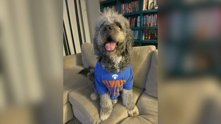 An undated image of Jameson the dog.