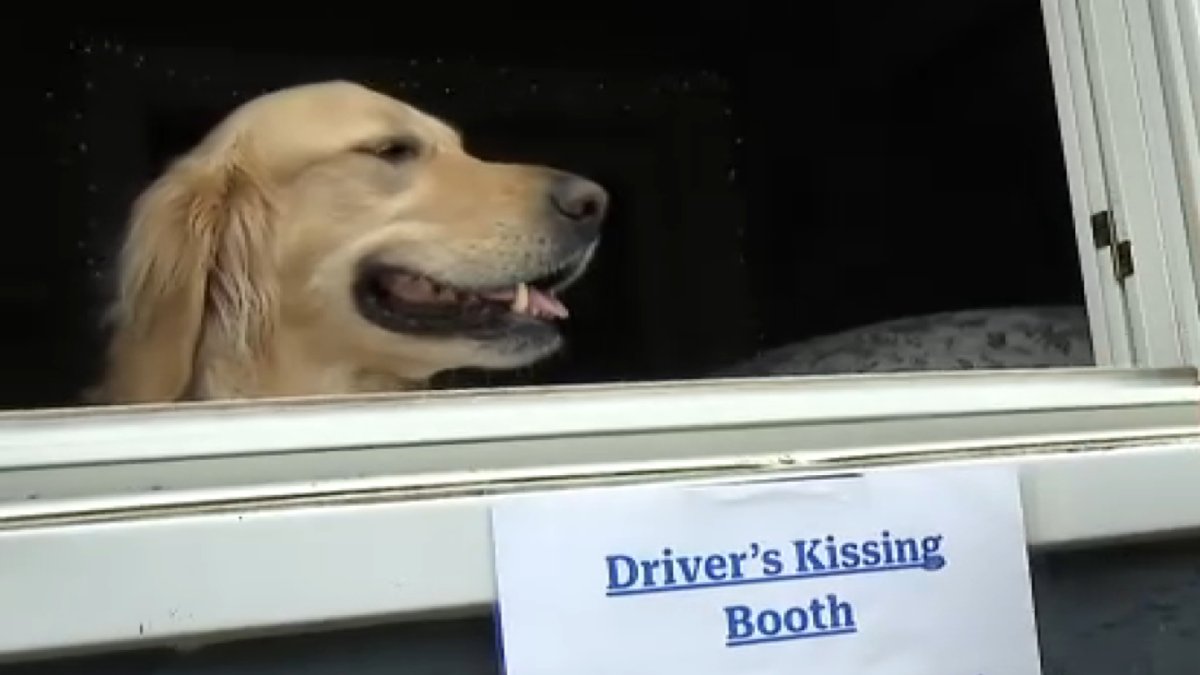 Doggy kissing booth? Waltham golden retriever spreads joy one smooch at a time