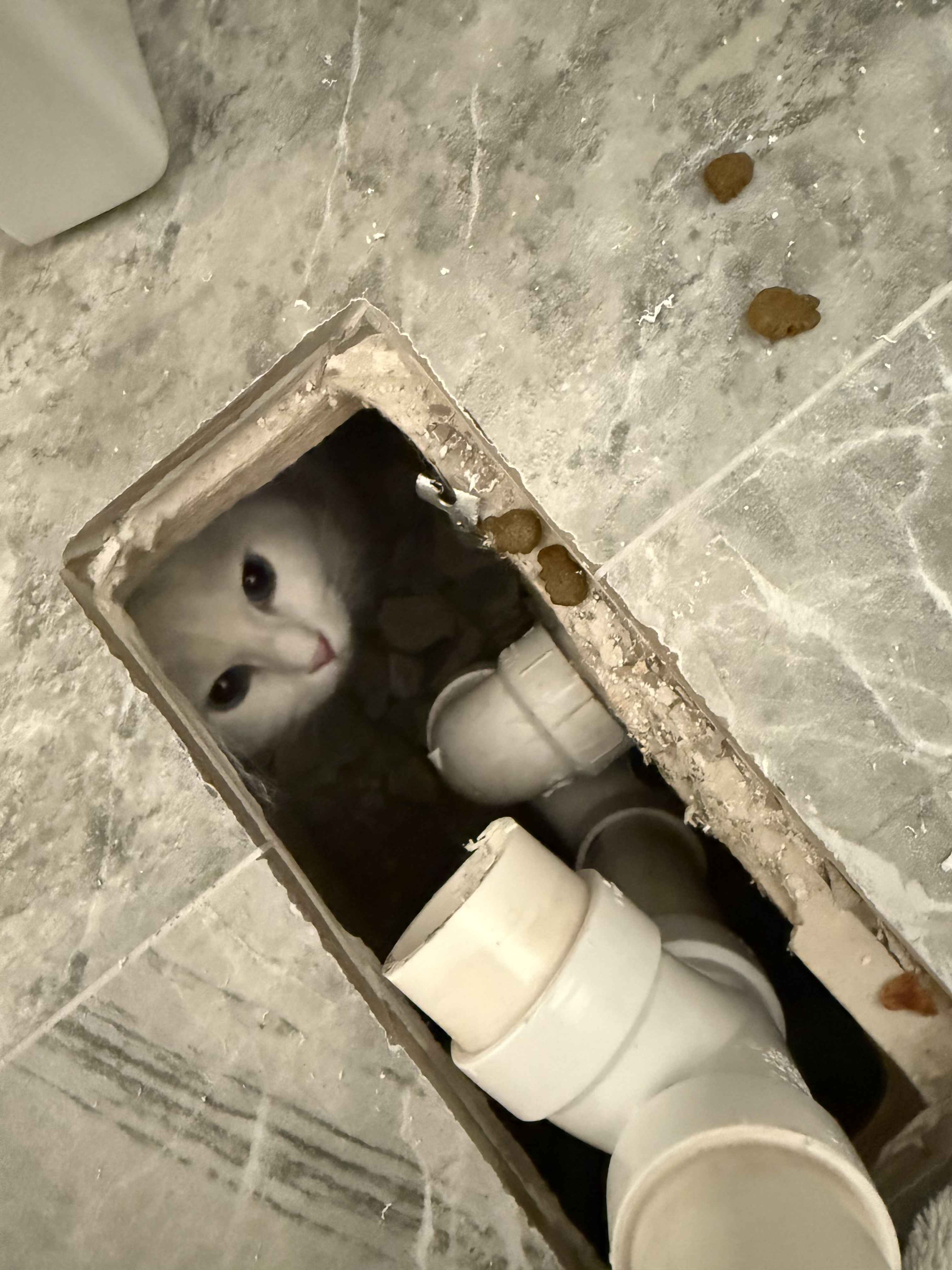 Fluffy the cat inside a hole in his Needham, Massachusetts, family's home.