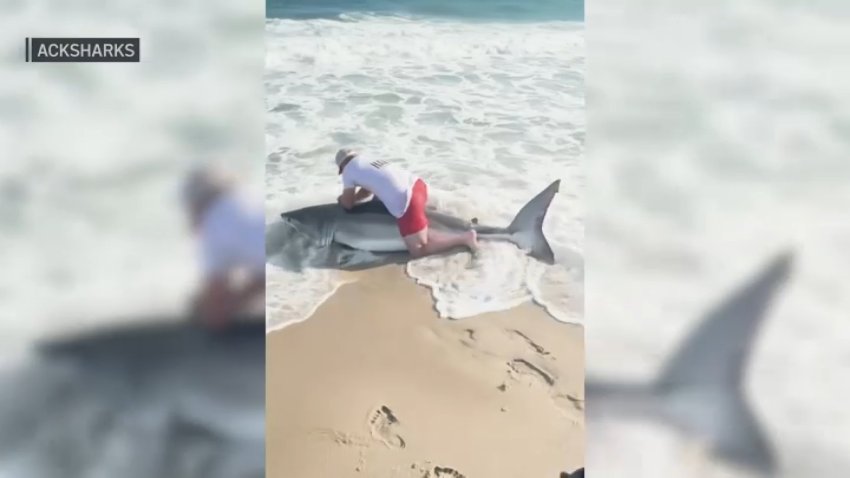 A man on top of a great white shark on a Nantucket beach.
