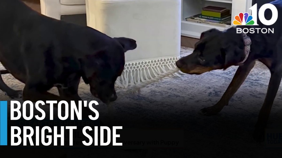 From Shelter to Forever: A Martha's Vineyard Adoption Story