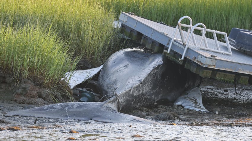 The body of a young humpback whale under a dock in Winthrop, Massachusetts, on Thursday, July 16, 2026.