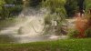 Iconic weeping willow falls into lagoon at Boston Public Garden