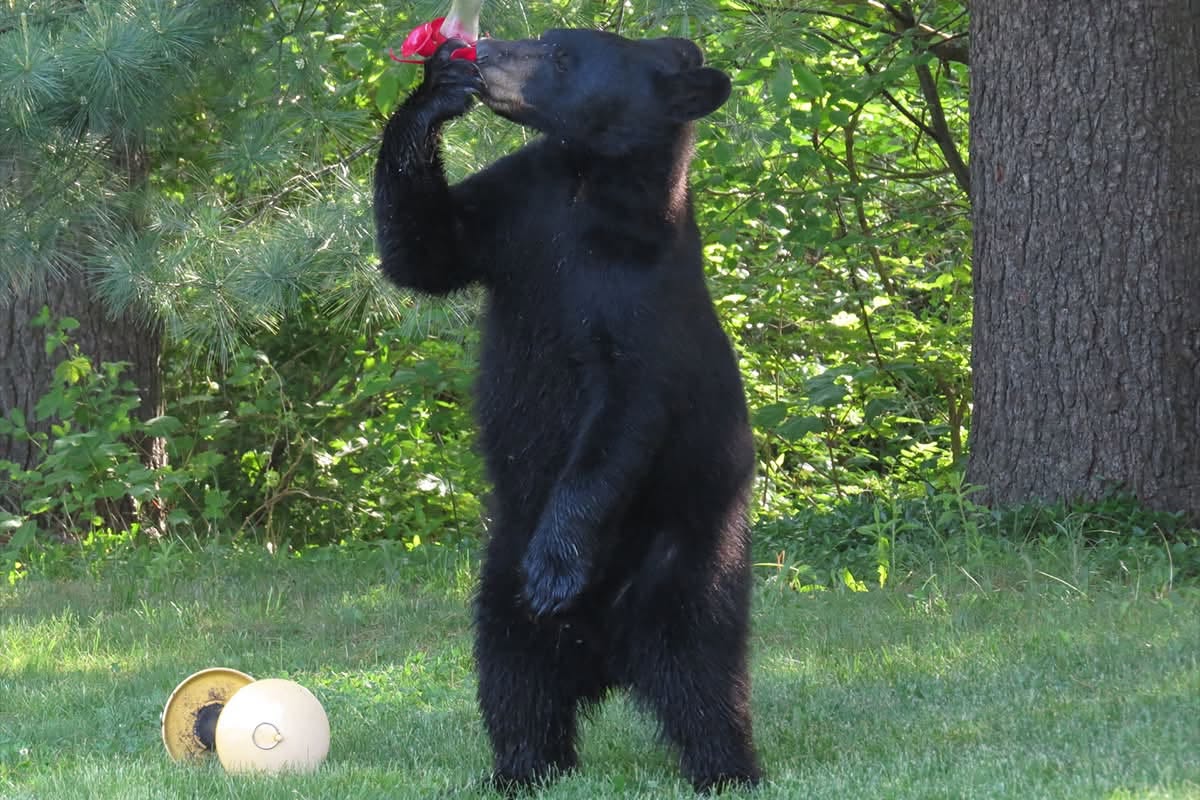 Avon park closed due to sightings of apparently quite thirsty bear