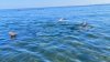 5-6 dolphins die off Cape Cod in state's largest-ever bottlenose mass stranding