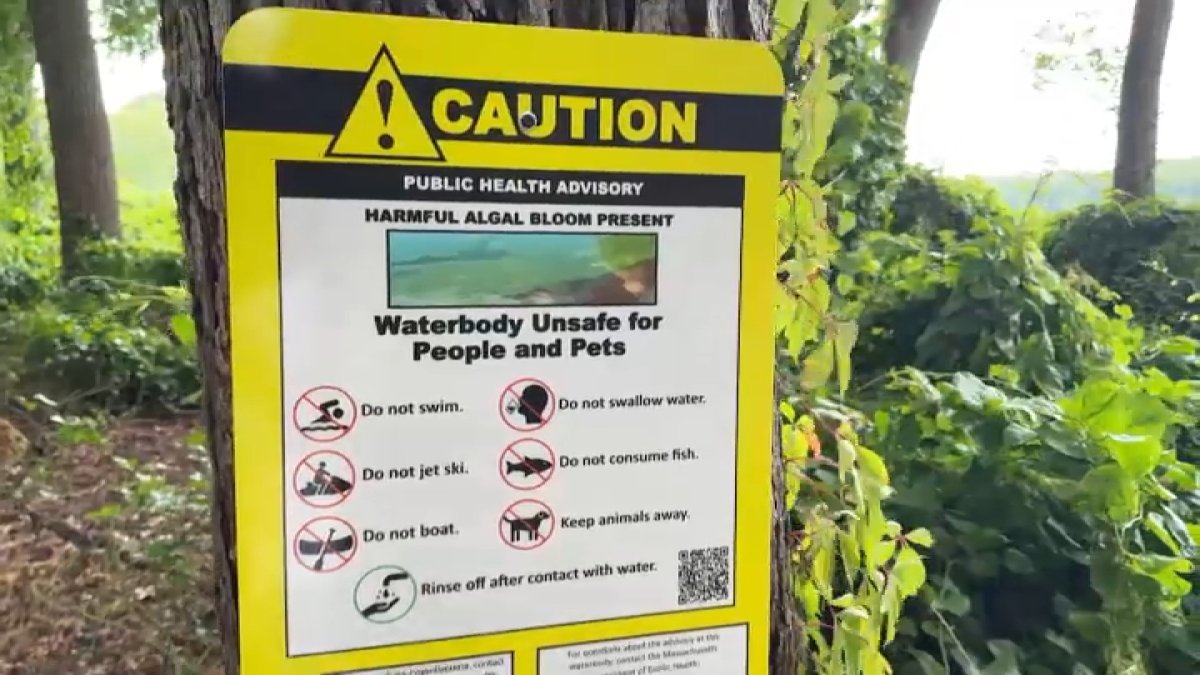 What to know about the Charles River's potentially harmful algae bloom