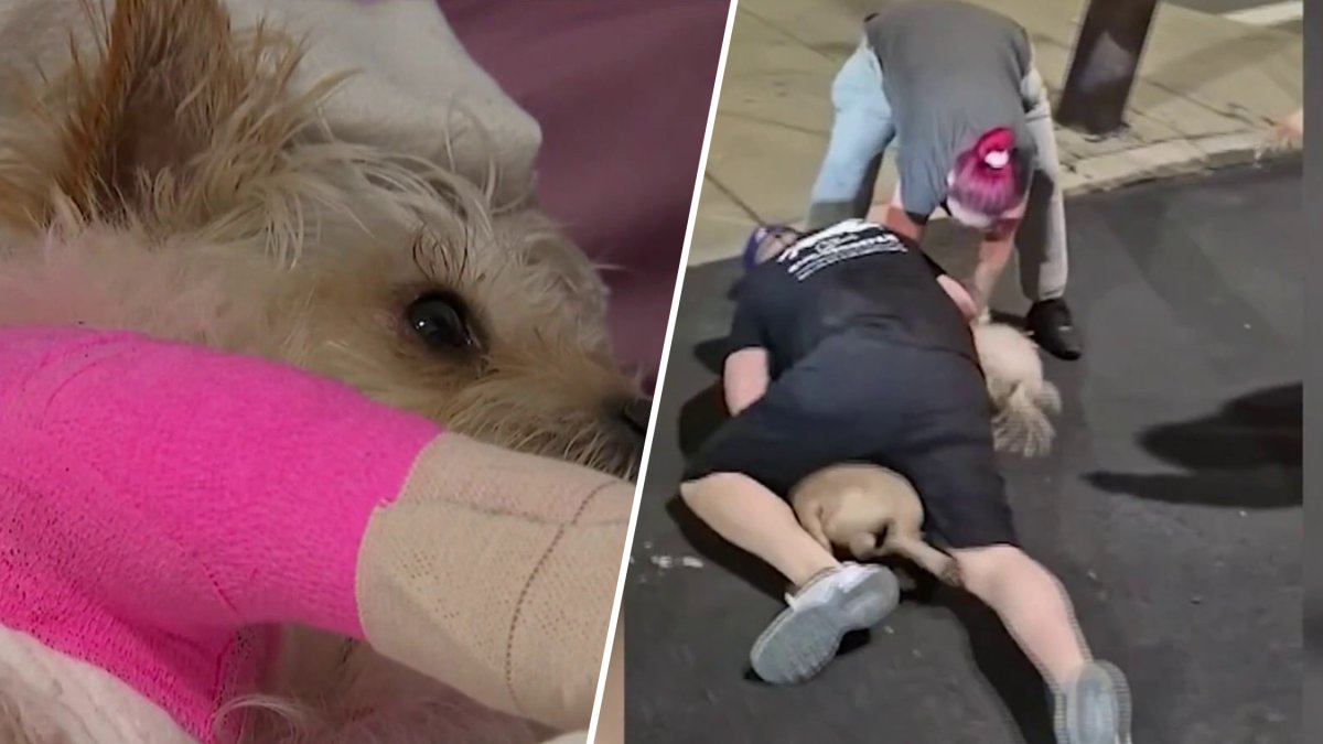 Woman and small service dog mauled by much larger dog in Chelsea