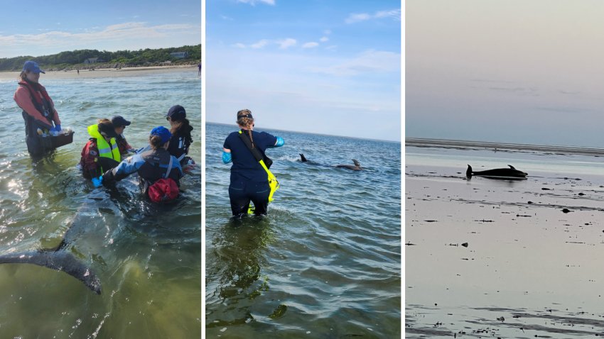 These images shared by IFAW show people responding to a mass dolphin stranding incident off Cape Cod that started Monday, July 13, 2026, and continued into Tuesday.