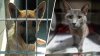 Clear The Shelters kicks off pet adoption campaign: Here's how to get involved
