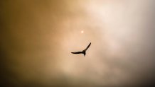 A seagull flying in front of a darkened, yellowish sky over Deer Island in Boston on Tuesday, July 14, 2026.