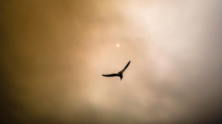 A seagull flying in front of a darkened, yellowish sky over Deer Island in Boston on Tuesday, July 14, 2026.