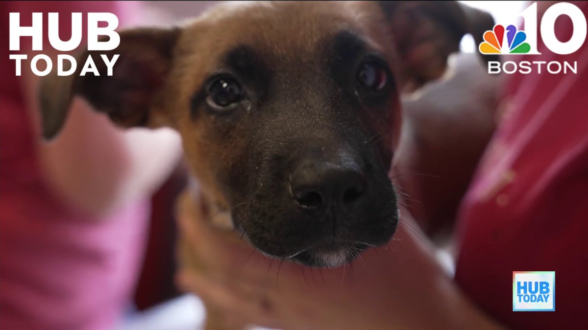 ARL Boston shares simple training tips for new puppy owners