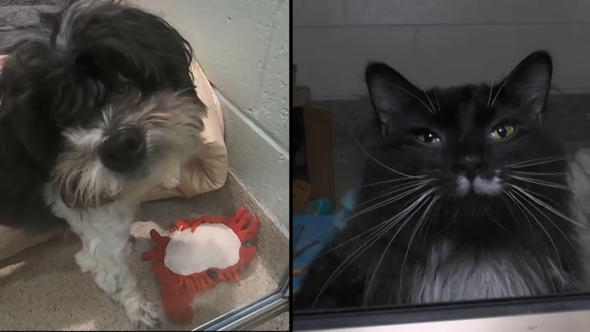 Massachusetts lawmakers debate ban on pet stores selling dogs and cats as Senate and House versions of PETS Act head to negotiations