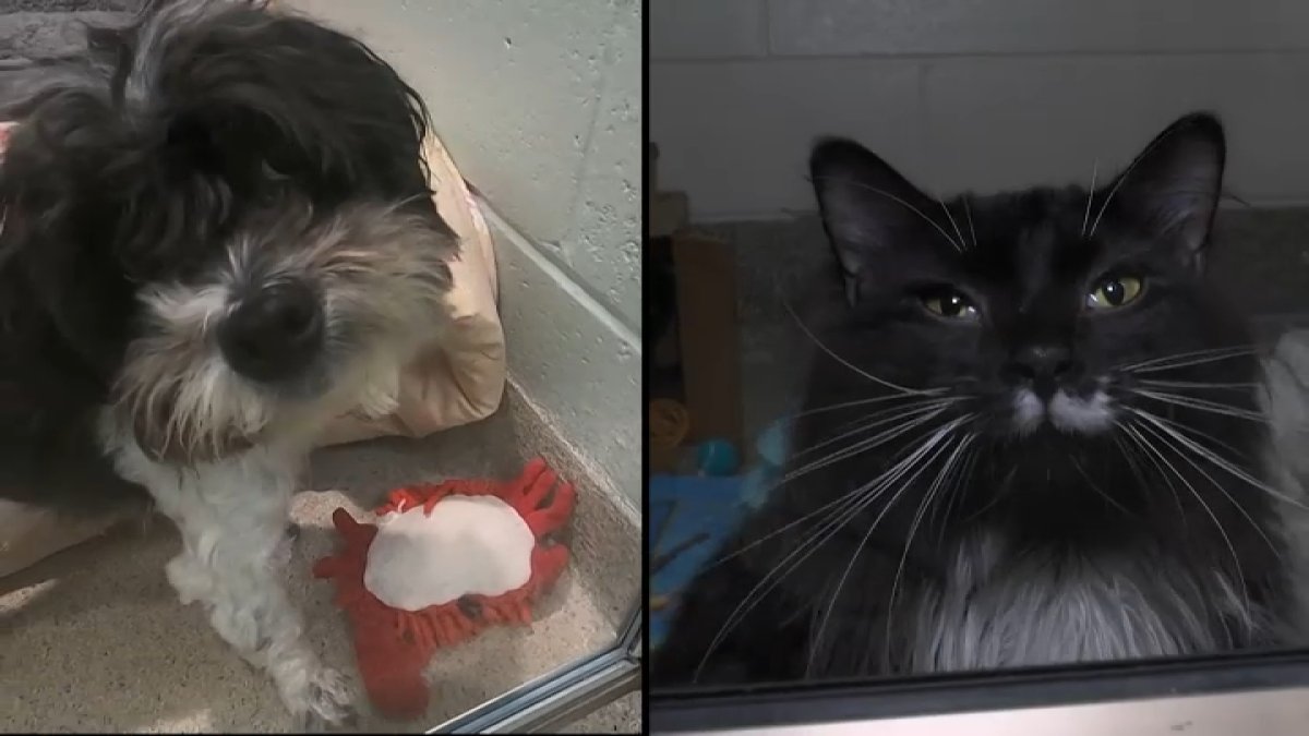 Massachusetts Pet Store Dog and Cat Sales Ban Sparks Heated Debate