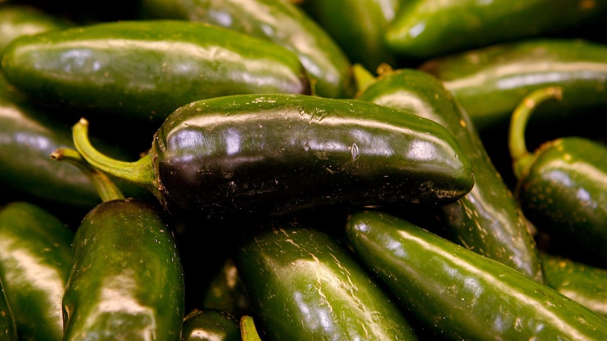 jalapeno salmonella outbreak