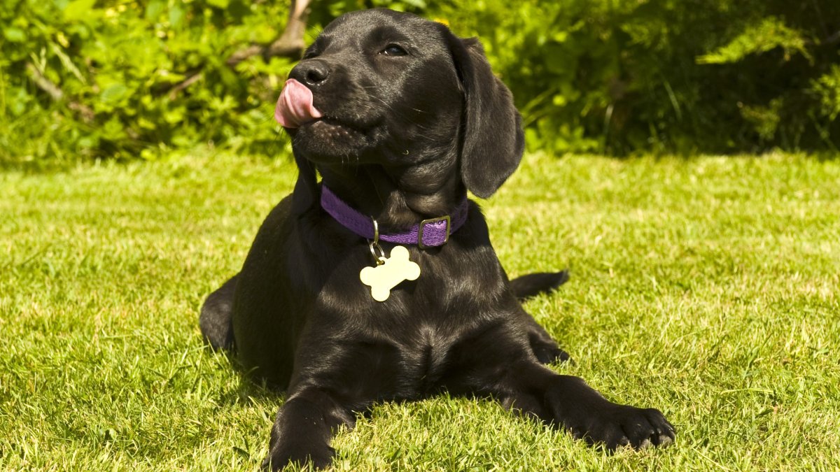 Here are the most popular dog names in the U.S. for 2026