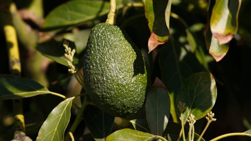 An avocado hangs from a tree at a farm
