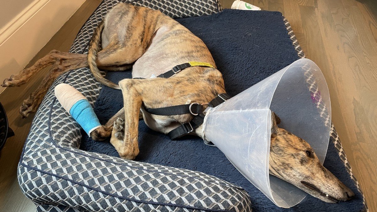 Somerville commuter warns pet owners about MBTA escalator injuries